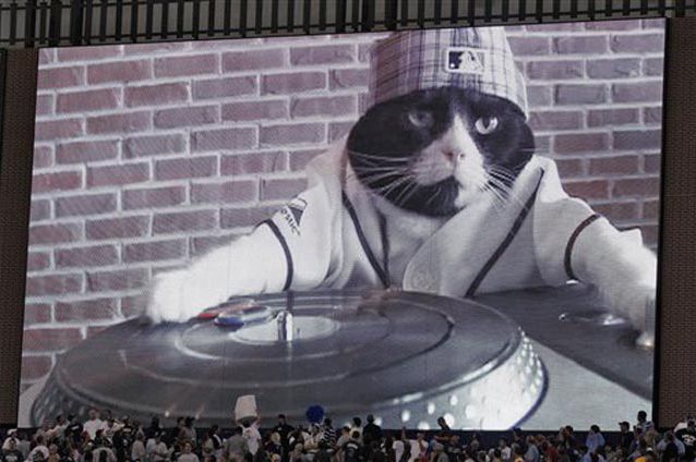 DJ Kitty is shown before tonight's Rays vs. Rangers game